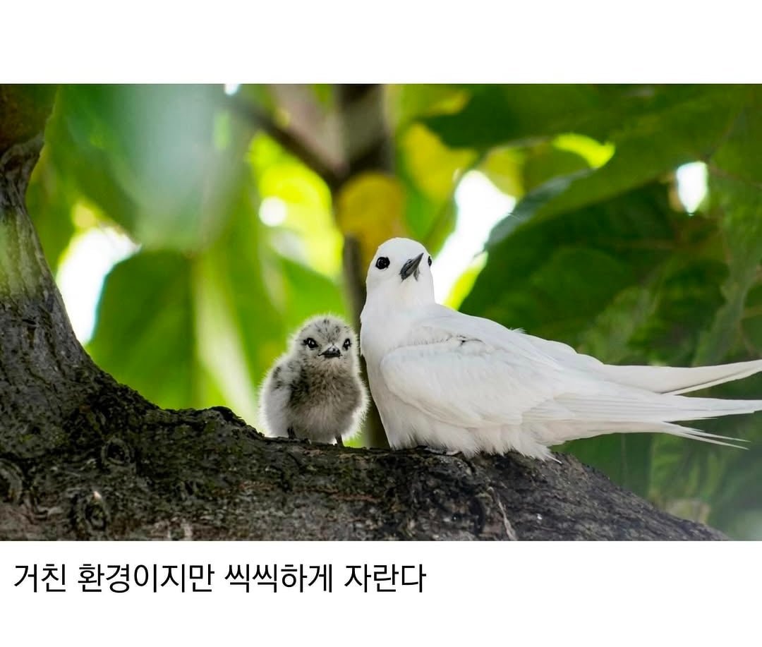 태어난 김에 대충 사는 새.jpg 이미지 5