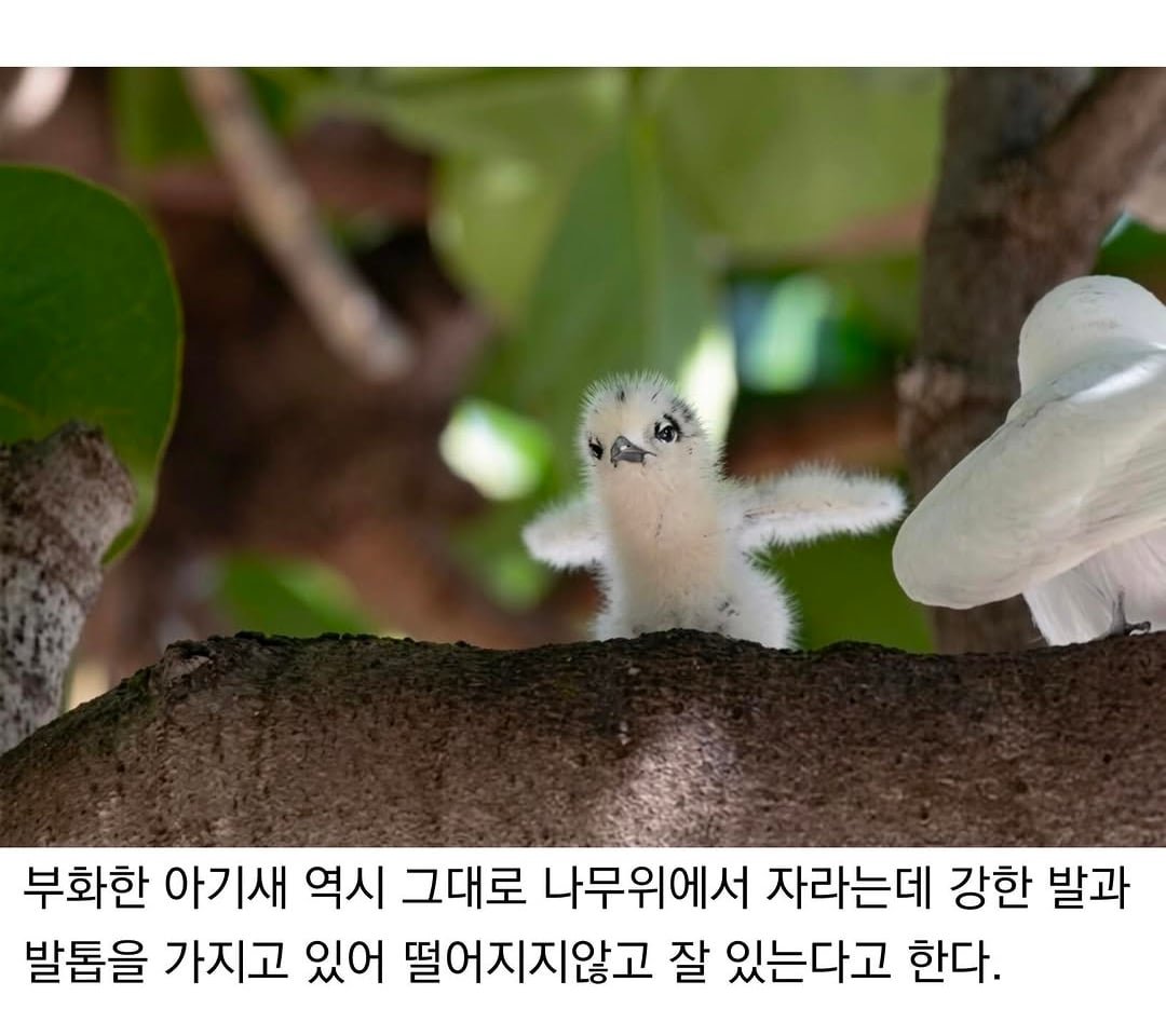 태어난 김에 대충 사는 새.jpg 이미지 4
