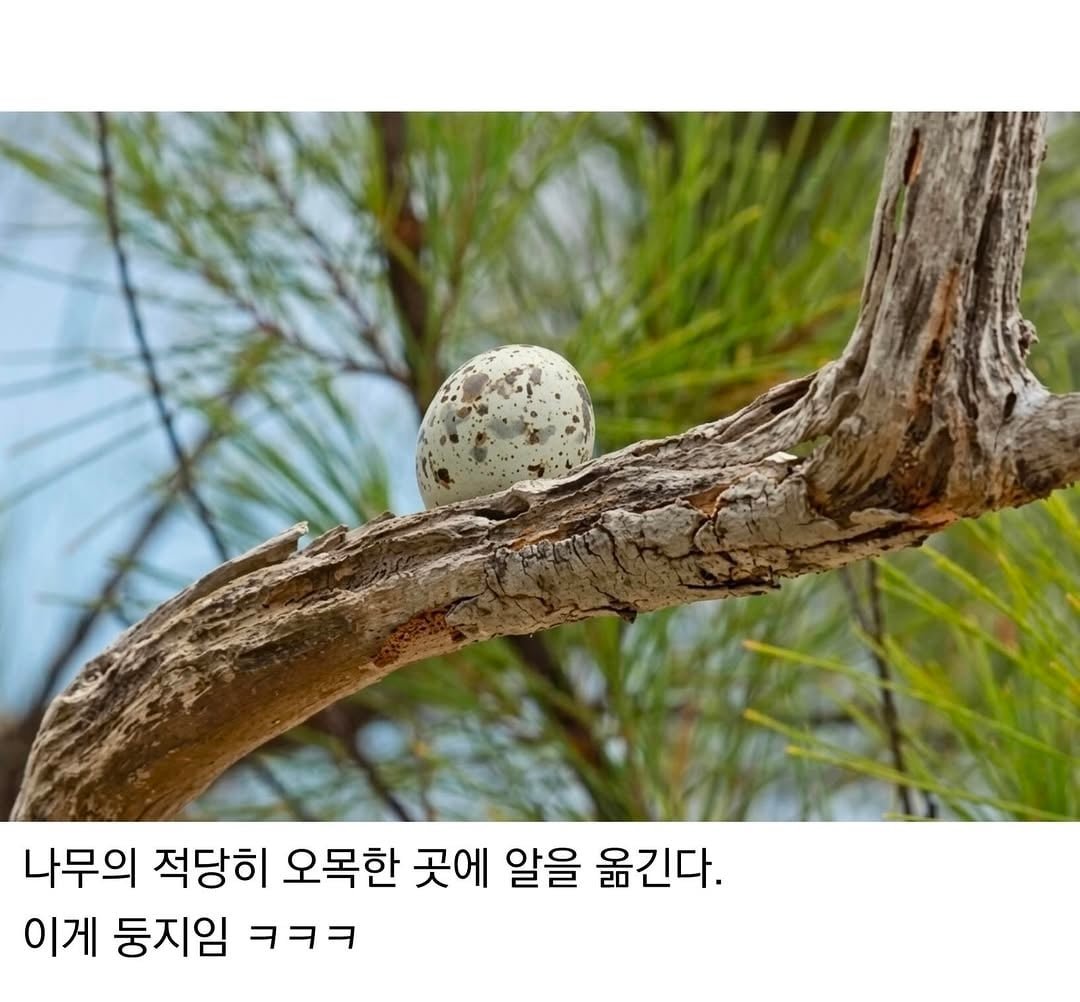 태어난 김에 대충 사는 새.jpg 이미지 2